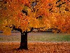 anautumnbeauty.jpg (66014 bytes)