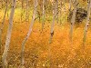 aspensandwindblowngrass.jpg (47498 bytes)
