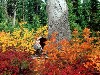 autumheathermeadows.jpg (81047 bytes)