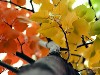 autumn_leaves.jpg (32234 bytes)
