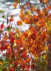 autumncolorinnewhampshireweb.jpg (72917 bytes)