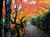 autumncolorskyotojapan.jpg (69069 bytes)
