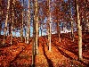 autumnforrest.jpg (271310 bytes)