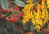 autumngardencolors.jpg (40143 bytes)