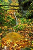 autumngold.jpg (102874 bytes)