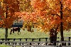 autumnhorse.jpg (76201 bytes)